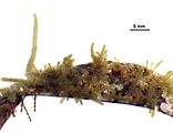 Cladosiphon irregularis1